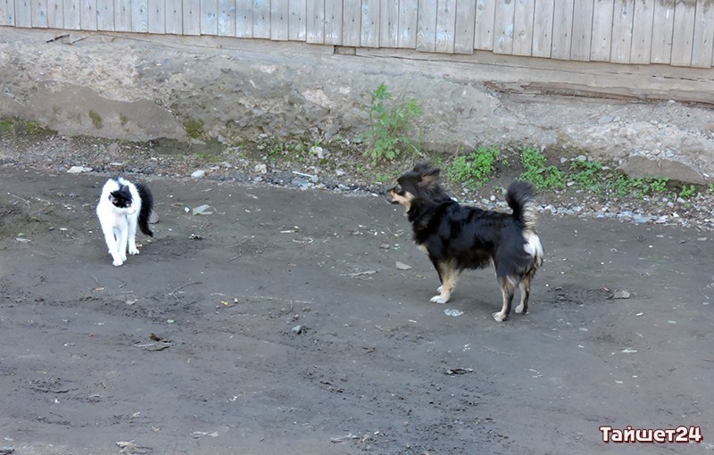 Суть отношений администрации района и думы в одной картинке